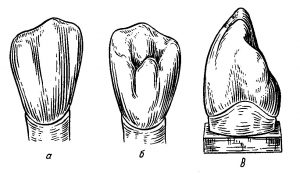 Клык нижней челюсти