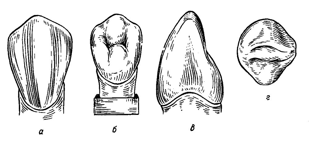 Клыки поверхность зуба. Клык верхней челюсти анатомия. Латеральный резец нижней челюсти правый. Резцы верхней челюсти анатомия. Строение клыка верхней челюсти.