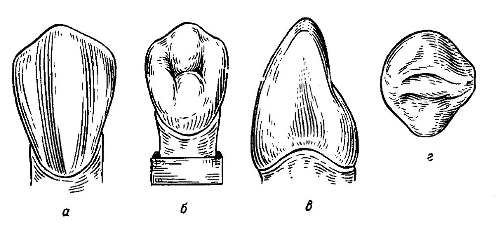 Клыки поверхность зуба