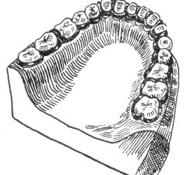 Шина Эльбрехта