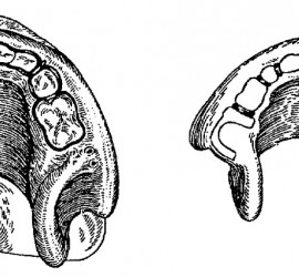 Шина Ванкевич