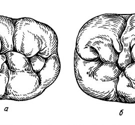 Второй моляр нижней челюсти