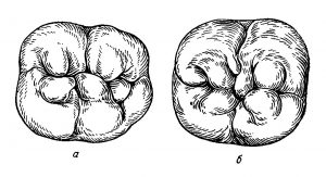 Второй моляр нижней челюсти