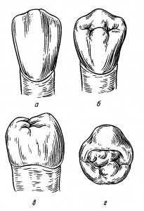 Второй премоляр нижней челюсти
