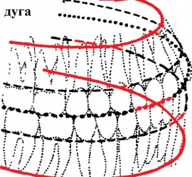 Альвеолярная дуга