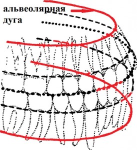 Альвеолярная дуга
