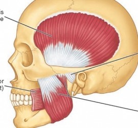 Абсолютная сила жевательных мышц