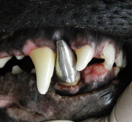 Фикса у собаки