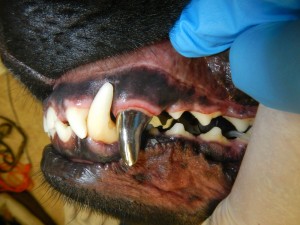 У собаки клык покрыт металлической коронкой