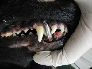 У собаки клык покрыт металлической коронкой