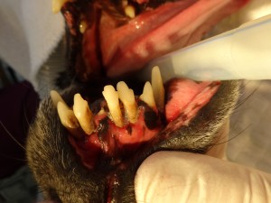Пародонтит у собаки