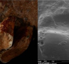 Борозды на зубах неандертальца из-за использования зубочисток