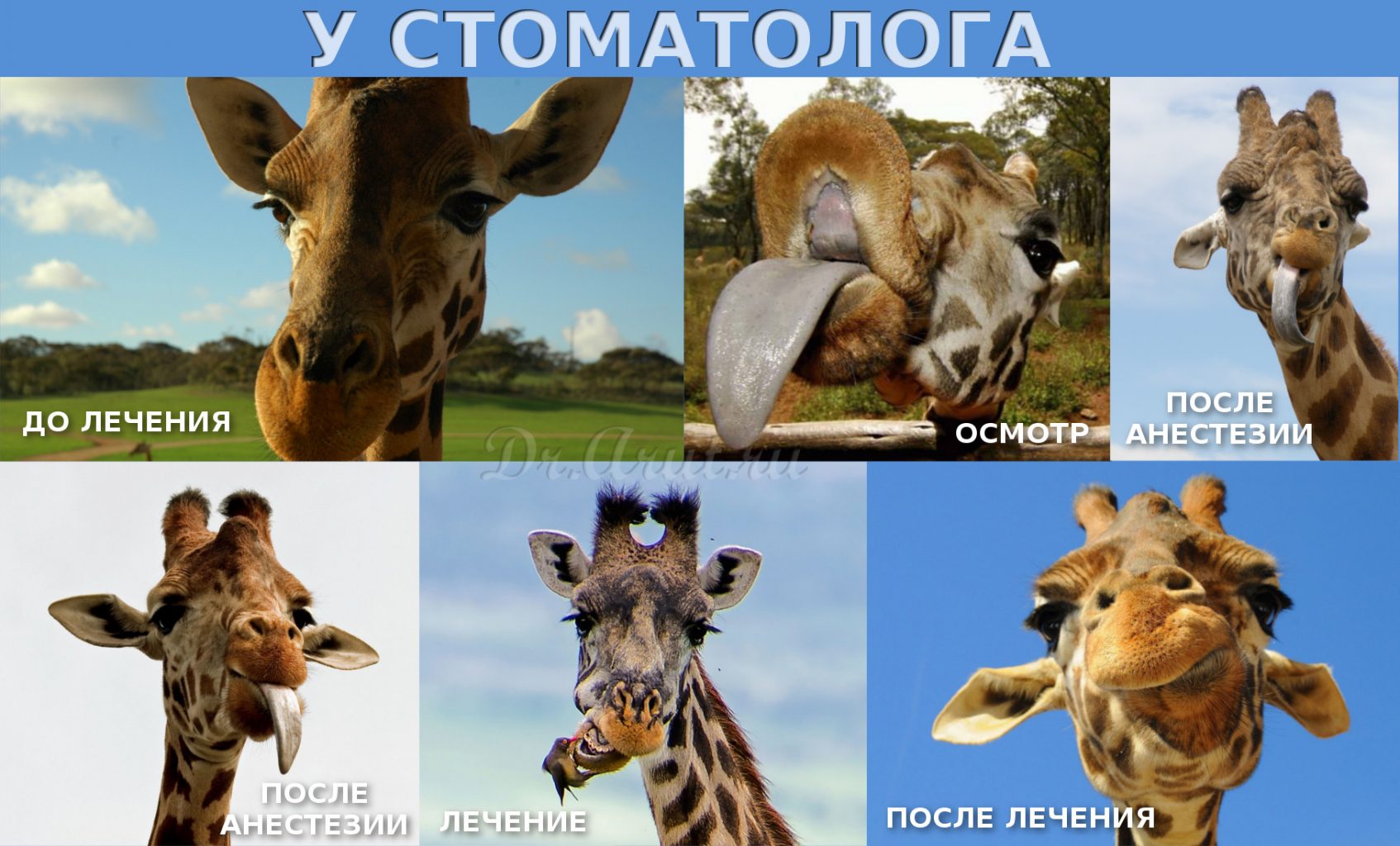 Жираф у стоматолога