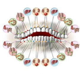 Соответствие зубов органам