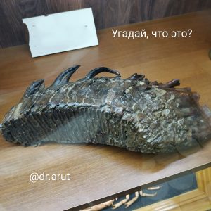 Зуб мамонта